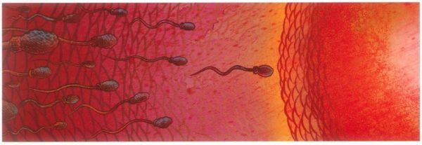 Espermatozoides dirigiéndose hacia el óvulo